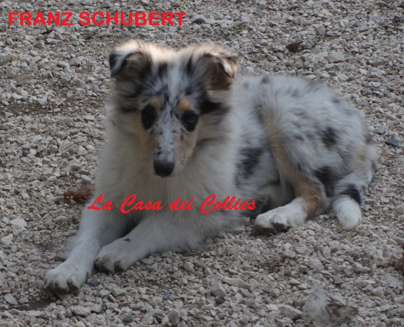 COLLIES FRANZ